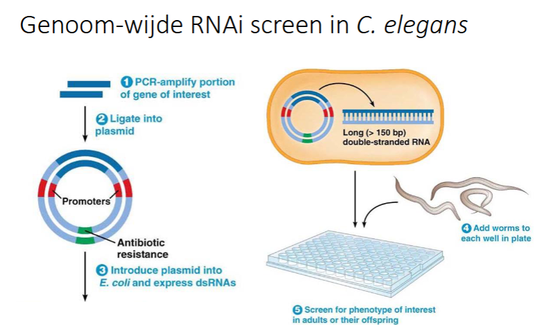 <ul><li><p>voor elk gen van C. Elegans wordt een bacterie genetische gemodificeerd </p></li><li><p>met PCR gen van ons interesse amplificeren</p></li><li><p>gen insereren in een plasmide</p></li><li><p>Plasmide in E. Coli doen</p></li><li><p>Plaat met welletjes: in elk welletje zijn bacteriën met een plasmide (elk stukje een andere plamide corresponderen dmet het gen)</p></li><li><p>in elke welletje worden C. Elegans gestoken</p></li><li><p>de wormen zullen de bacteriën opeten en zo komt het dsRNA vrij.</p></li><li><p>het gen wordt uigeschakeld in alle cellen</p></li><li><p>sommige wormen zullen afsterven en dan weet men welke de essentiële genen zijn bij uitschakeling → lethaal</p></li></ul><p></p>