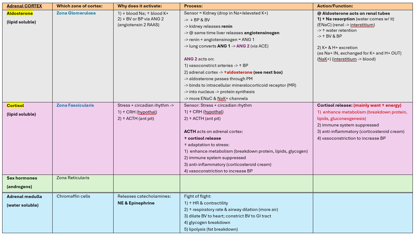 <p>Summary of pancreas hormones<br>+ adrenal cortex</p>