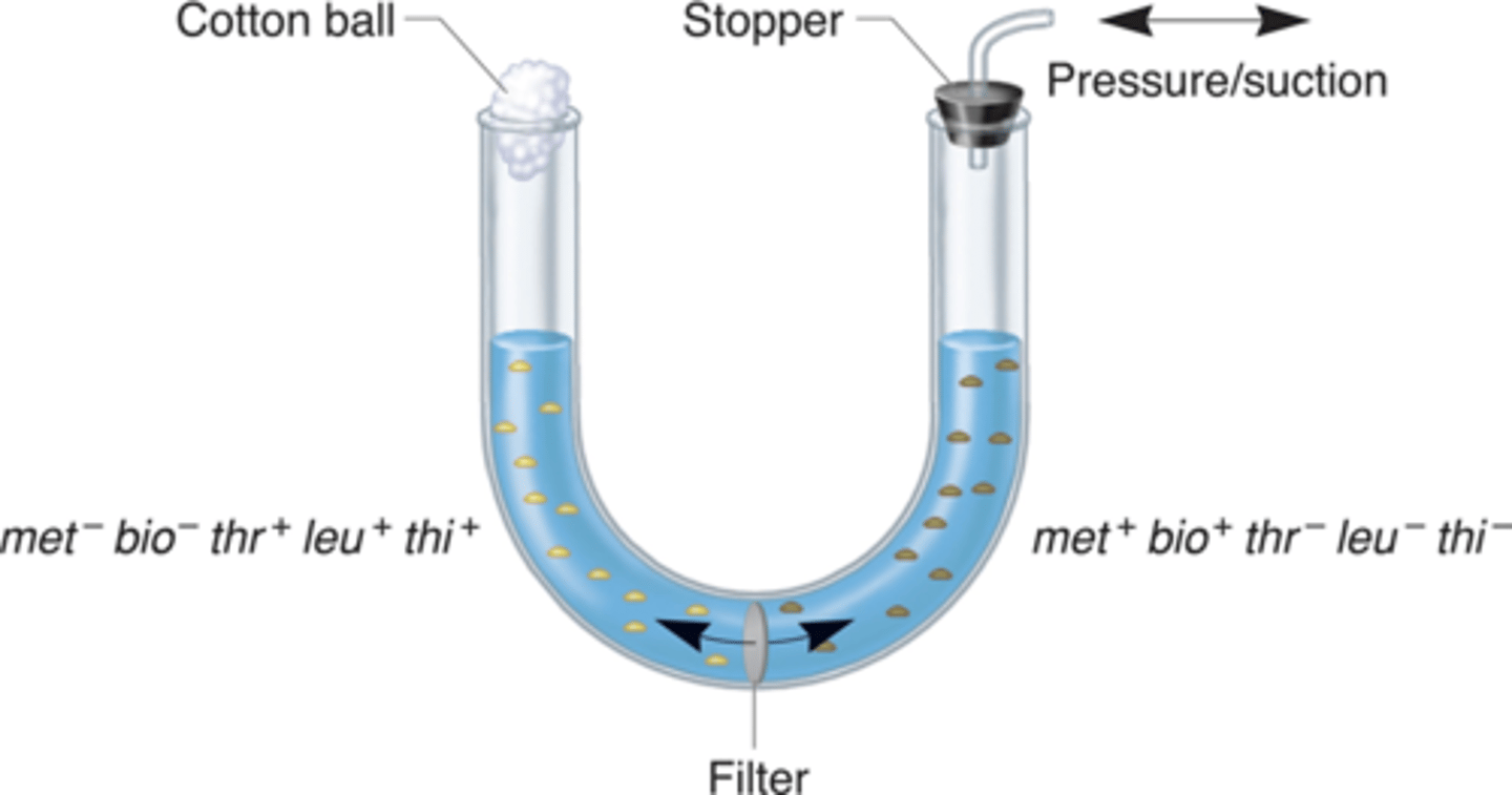 <p>Physical contact between the two strains was needed for recombinant cells to form.</p>