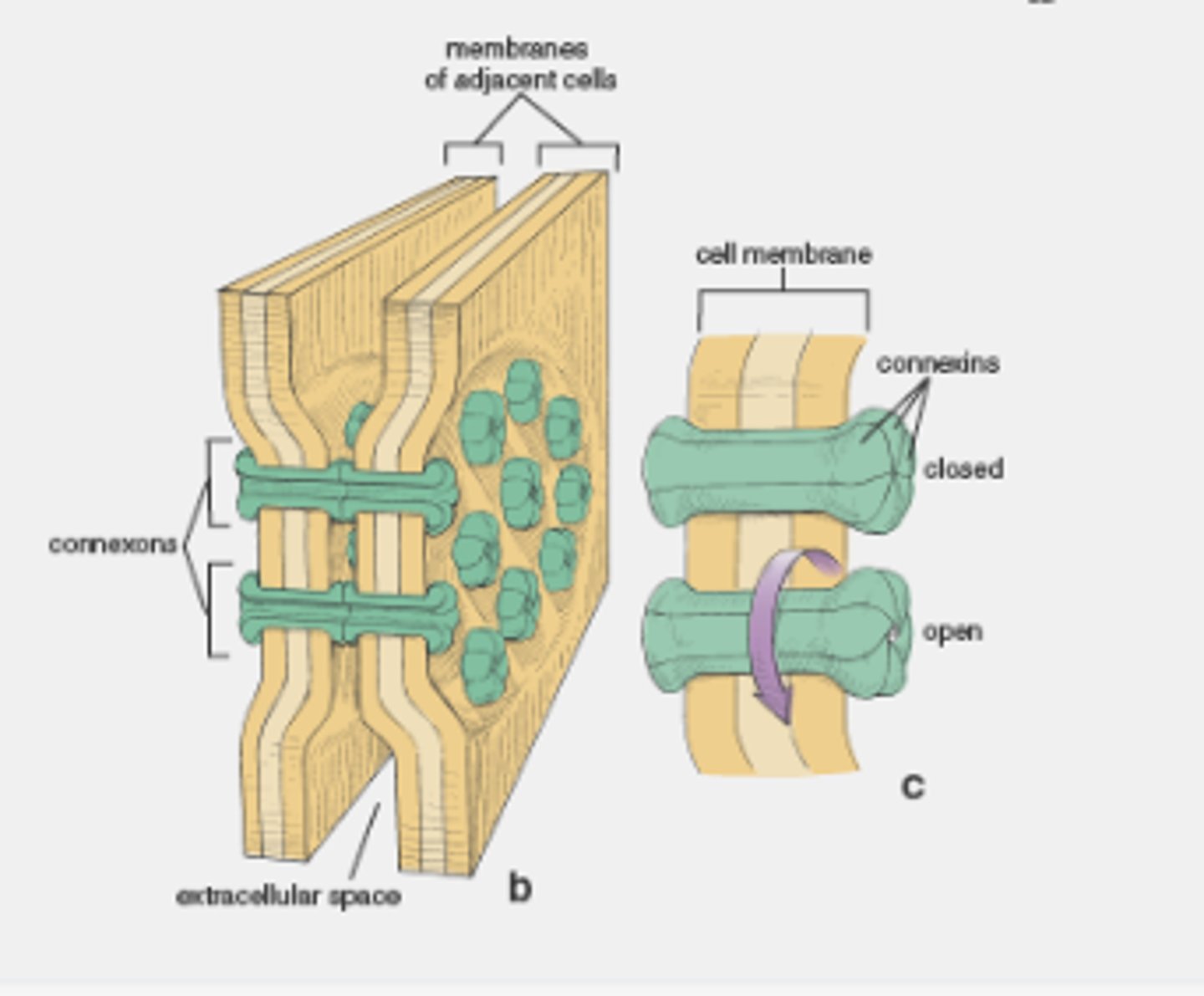 <p>connexins and innexins</p>