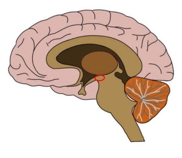 <p>located in the diencephalon, connects feedback and feedforward circuits of the thalamus and basal ganglia</p>