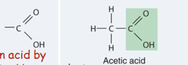 <p>group (-COOH), a functional group found in amino acids and fatty acids that acts as an acid by donating its [H<sup>+</sup>] to a solution. And becomes a negatively charged (COO<sup>-</sup>) ion</p>