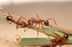 <p>Myrmicine ants show diverse foraging: trail following, group foraging, and solitary hunting.</p><ul><li><p>seed harvesting and fungus growing</p></li></ul><p></p>