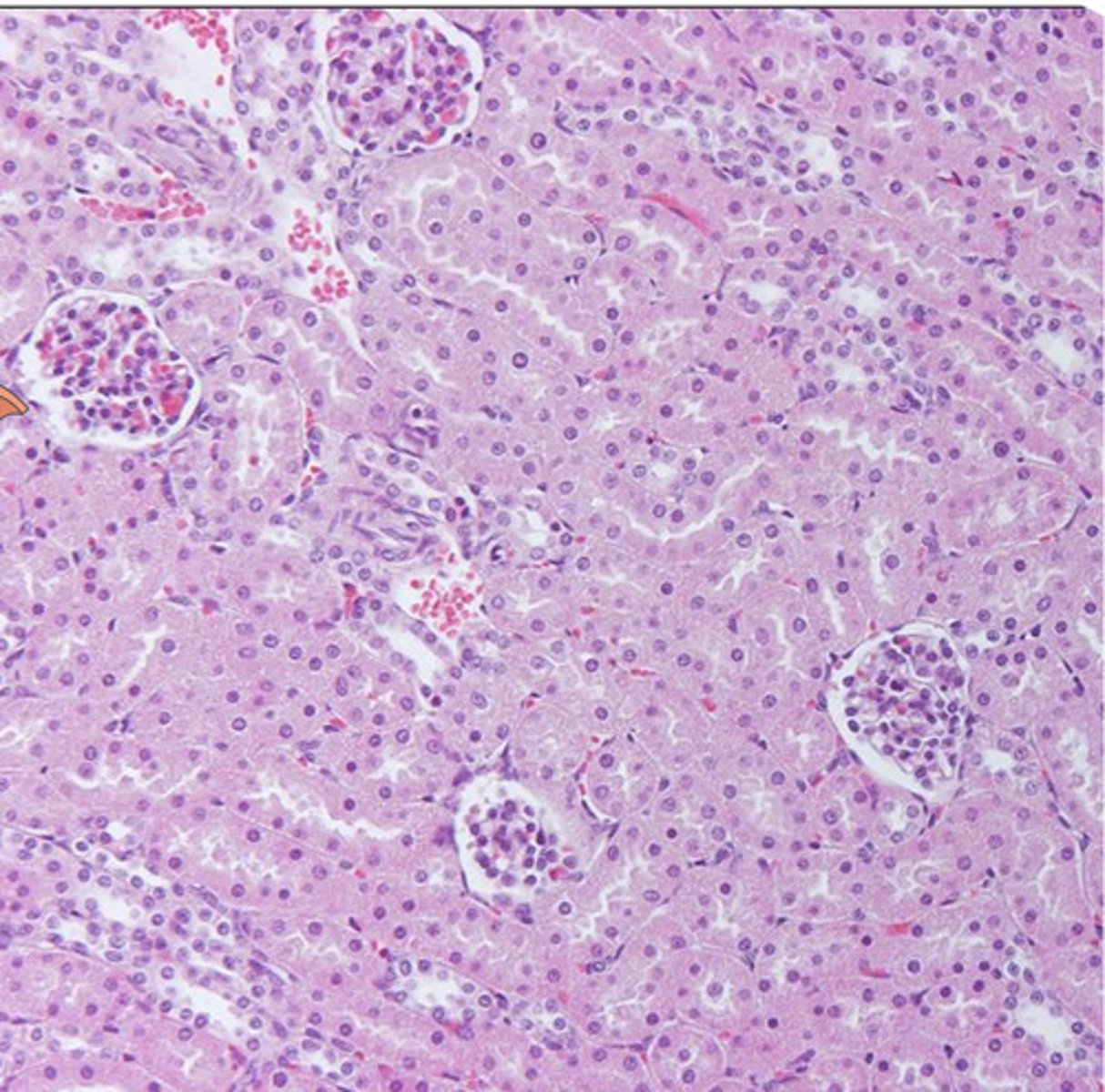 <p>what fills all the space other than the bowmans capsules+ glomerulus?</p>