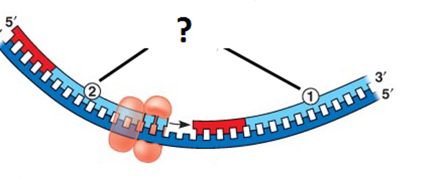 <p>short fragments that result from the discontinuous synthesis of the lagging strand</p>