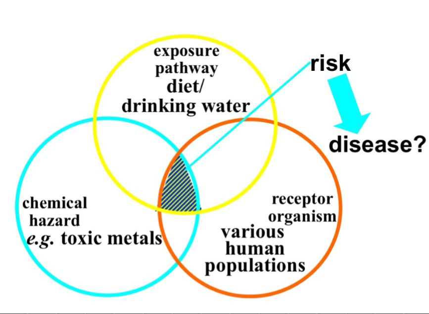 <p>the study of harmful interactions between chemicals and biological systems</p><p>→ we need this as new chemical and existing chemicals continue to be produced at large amounts increasing exposure to all organisms </p>