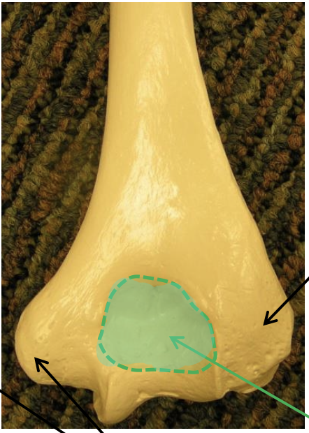 <p>Name the highlighted (teal) region</p>