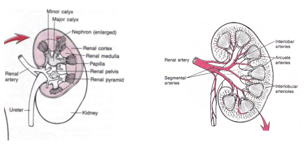 <ul><li><p>Its concentrating ability regulates urine production, and thus H<sub>2</sub>O and solute concentration</p></li></ul><p></p><p>*Dotted line on left diagram is border between renal cortex and renal medulla</p><p>*Renal pyramid is the structure that carries a collection of nephrons (functional unit of water and salt balance for the kidneys - 1 million nephrons per kidney)</p>
