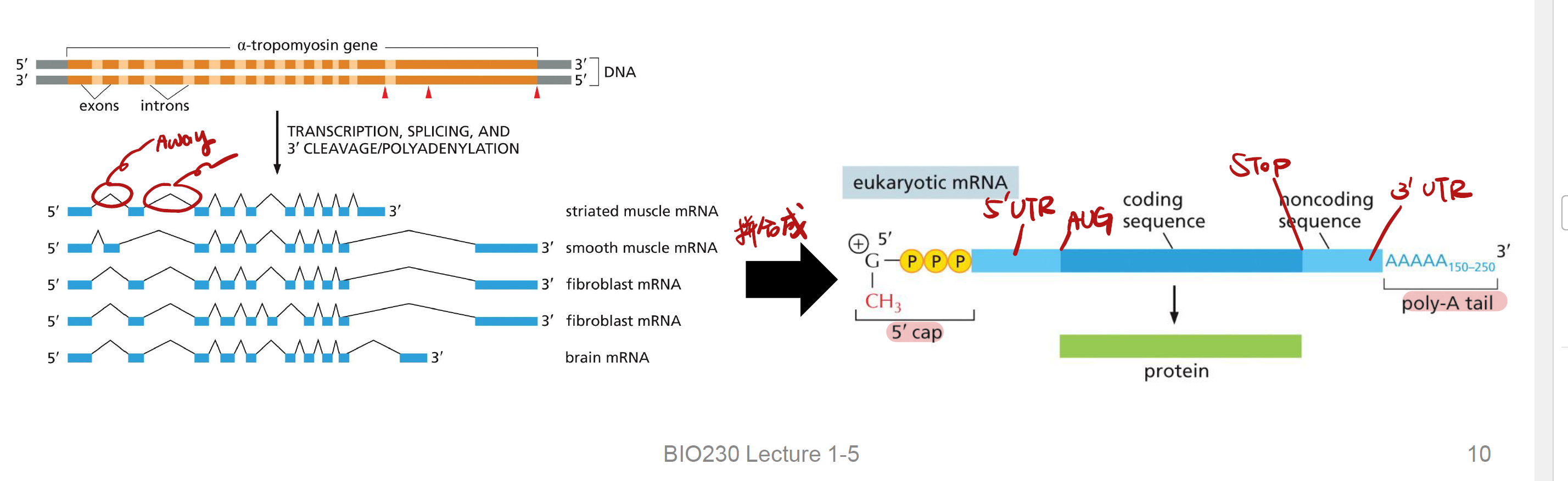<p>it is a process that Both introns and exons are transcribed into RNA, but the <strong>introns are removed</strong></p>