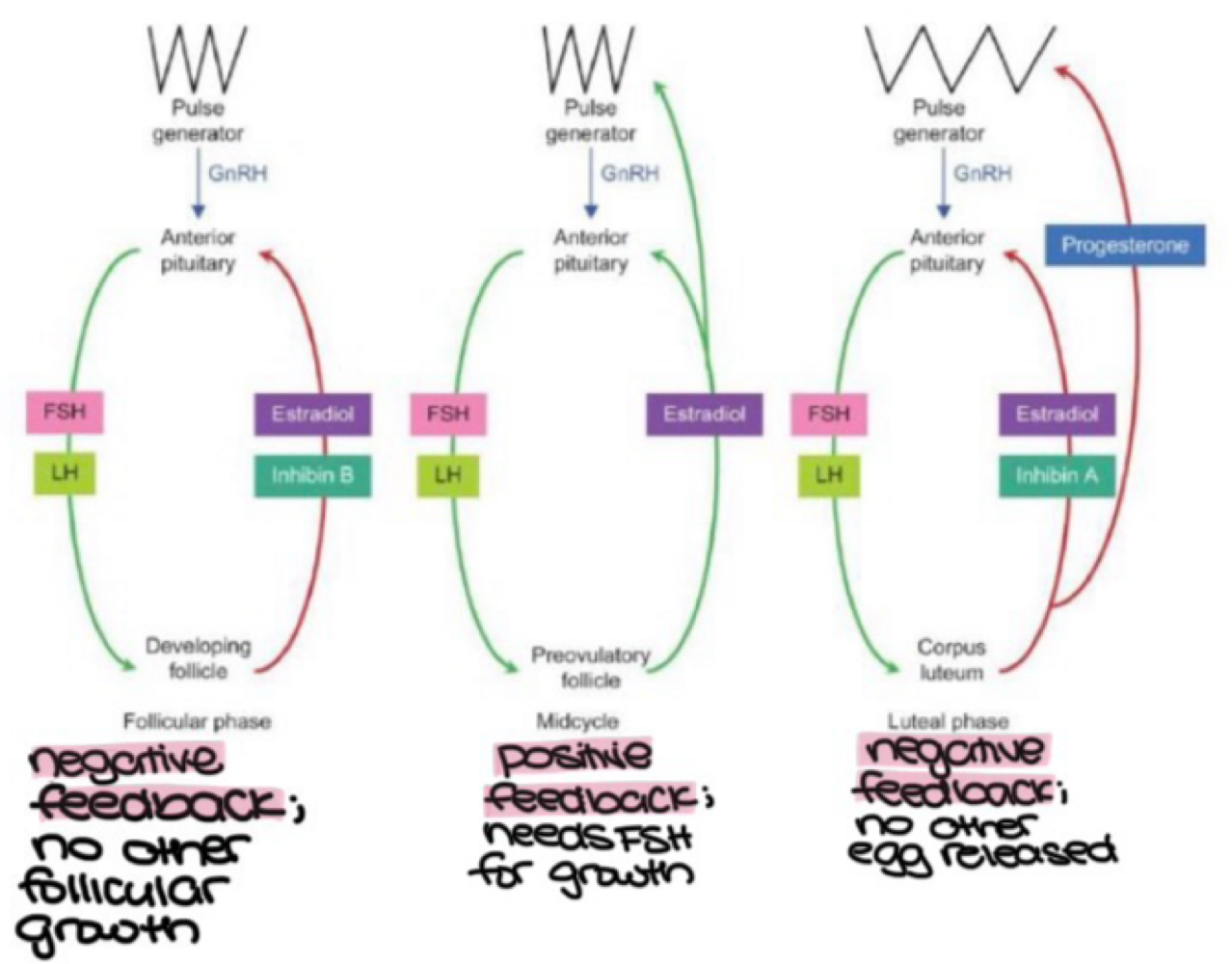 <p>follicular phase, estradiol, inhibin B </p>
