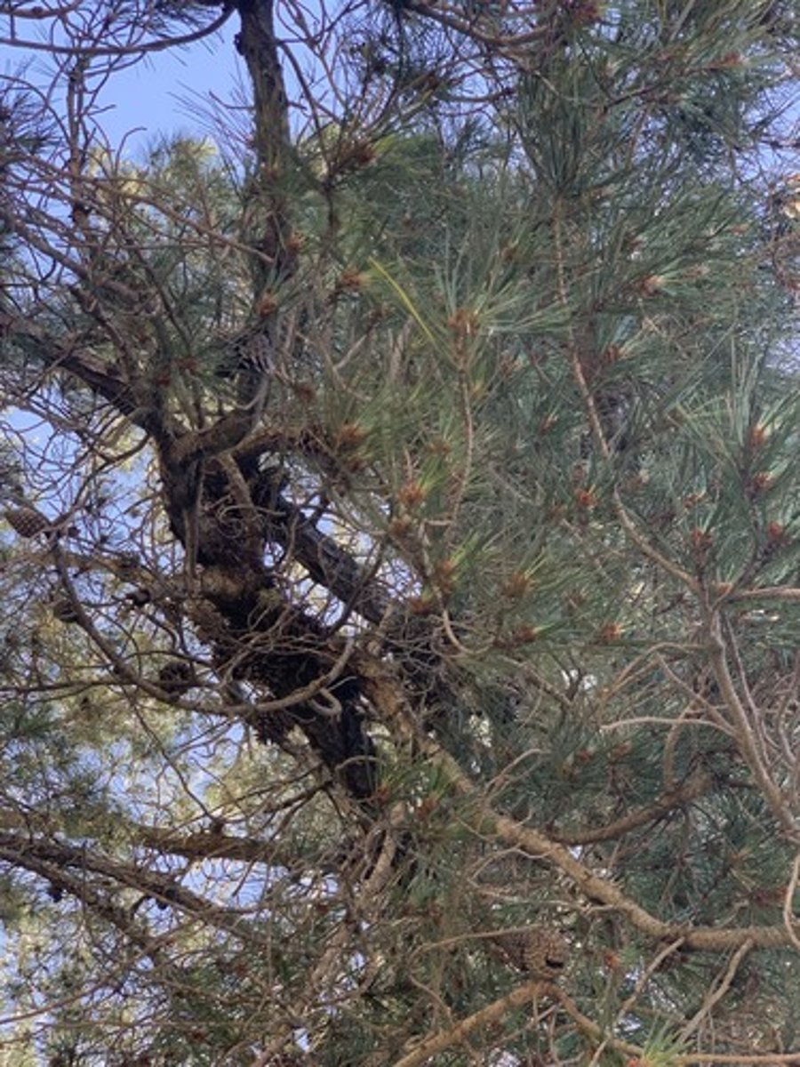 <p>Fascicles of 3, 3" - 6" darker green, cones tend to be more persistent and clustered. Dark appearance, bark and needles, cones are asymmetrical</p>