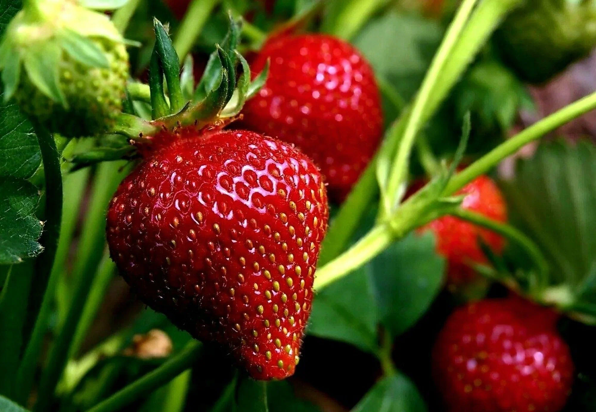 <p>die Erdbeere (n)</p>