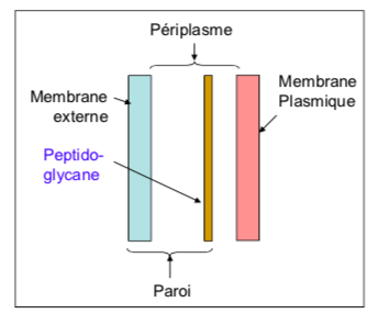 <p><span style="font-family: ArialMT">paroi plus fine et plus complexe</span></p>