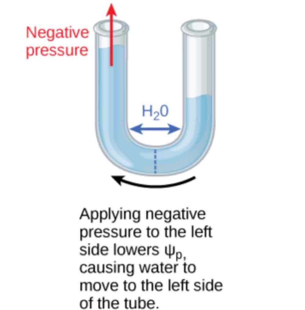 <p>Think of sucking out of a straw from your cup of water. You’re removing pressure from the system - your water. This is negative pressure, decreasing water potential.</p>