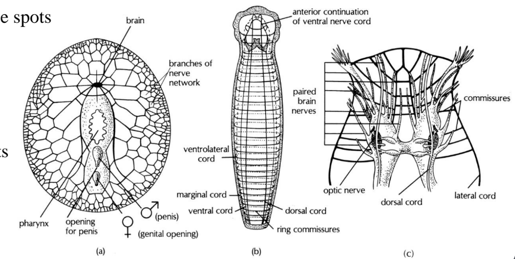 <p>• Nervous system ranges from diffuse nerve net (like Cnidaria) to more cephalized cerebral ganglion (simple brain) <br>– 1+ pair of eyes or eye spots <br>– Chemoreceptors (taste and smell what they touch)<br>– Cells that sense pressure changes<br>– Mechanoreceptors (vibrations)<br>– A few have statocysts (water ones to orient)<br></p>