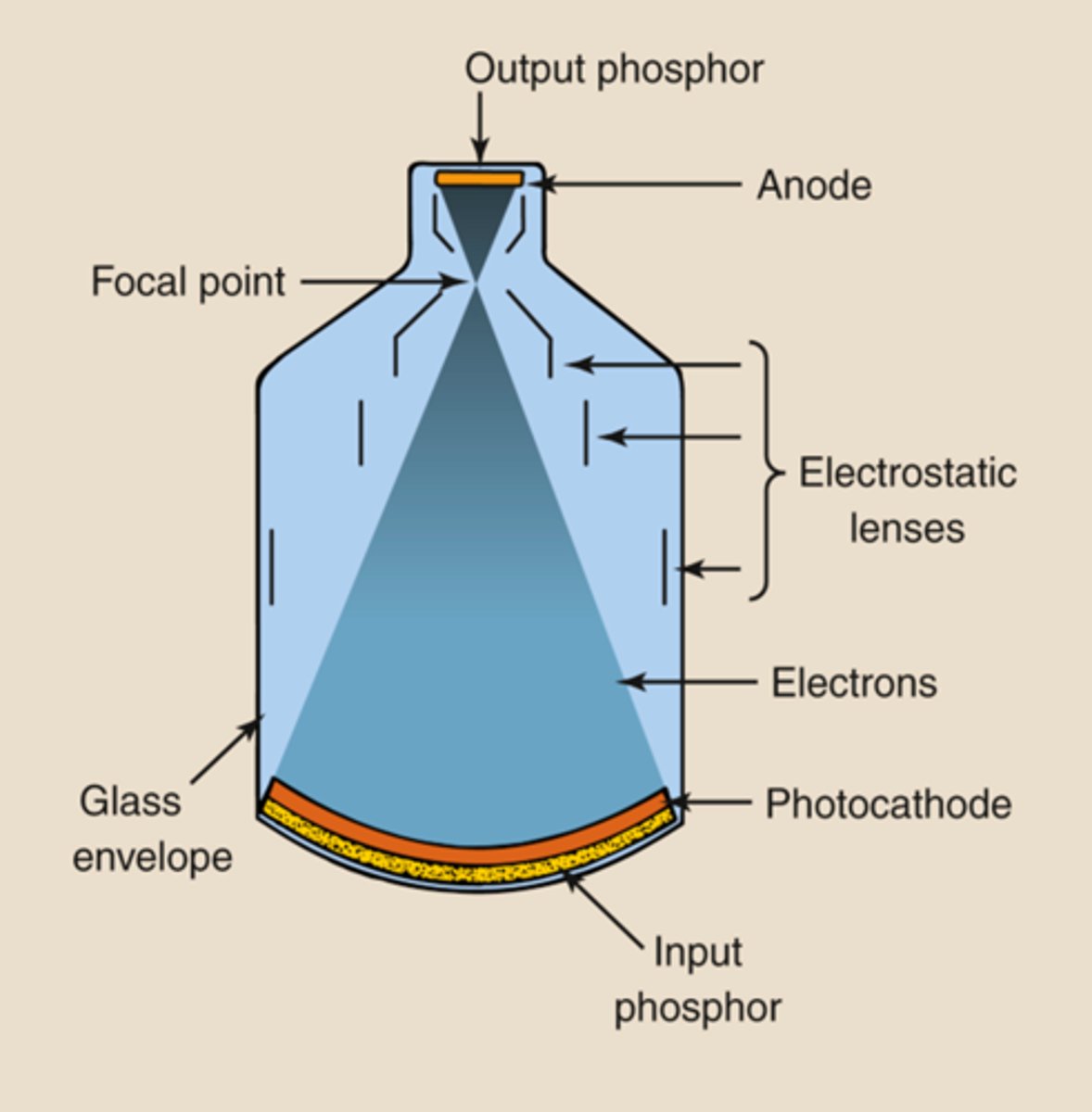 <p>-converts incoming xray photons into light photons (25, 17, 12 in)</p><p>- usually made of cesium iodide</p>