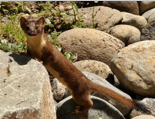 <p>obligate carnivore; brown above and yellow/white below; long brown tail tipped in black</p>