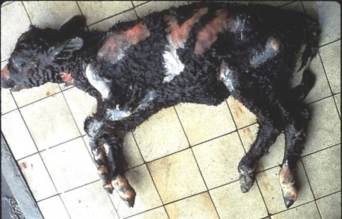 <p>What is the name of the autosomal recessive skin disorder in ANGUS calves caused by a breakdown of the stratum spinosum?</p>