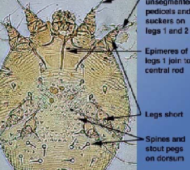 <ul><li><p>scab mite, scabies </p></li><li><p>morphology: numerous transverse ridges and triangular scales on dorsum </p></li><li><p>hosts: all domestic animals except cats and guinea pigs, zoonotic </p></li><li><p>predilection site: stratum coleum of skin, all development within burrows in skin, dogs= ears, muzzle, face, elbows, pigs=ear </p></li><li><p>feeding: pierce skin to suck lymph, epidermal cells </p></li><li><p>pathology: inflammation, exudate, crusts, alopecia, allergic reaction to feces, molts, saliva, death in wildlife, papular eruptions in humans, strong sour odors</p></li><li><p>diagnosis: skin scrape with some bleeding in paraffin oil </p></li></ul>
