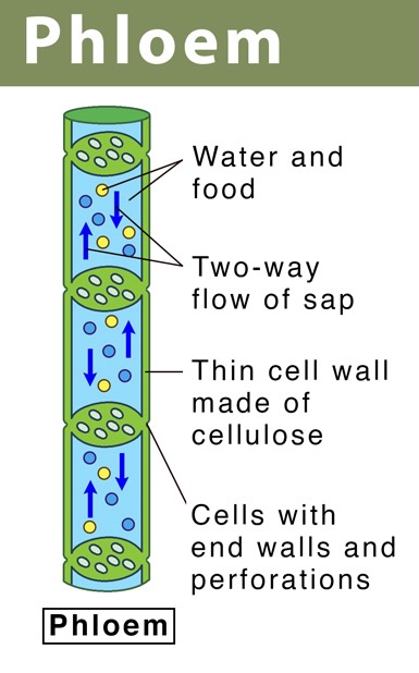 <p>Transports sugar from leaves to other parts where photosynthesis doesn’t occur</p>