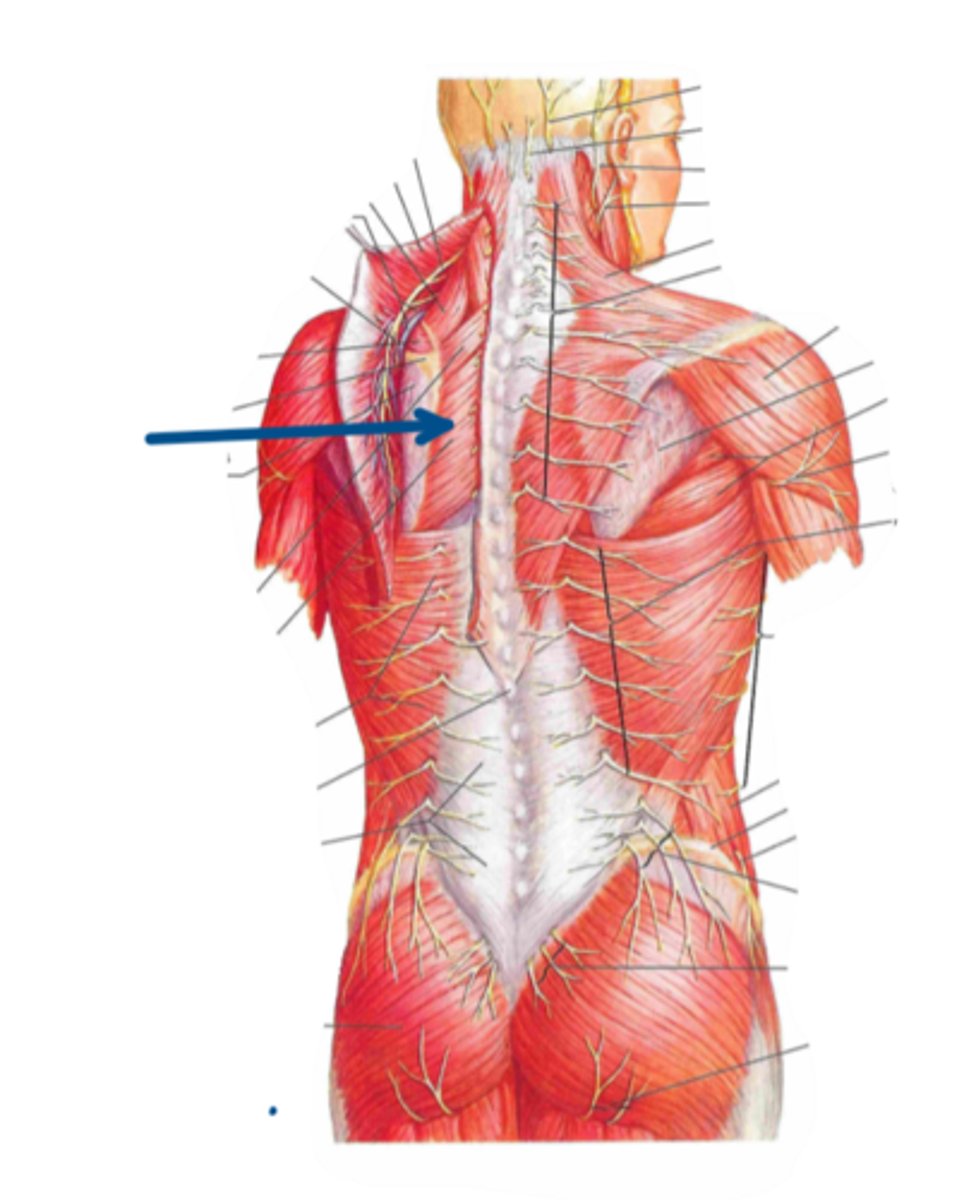 <p>Identify the innervation of the structure indicated by the arrow</p>