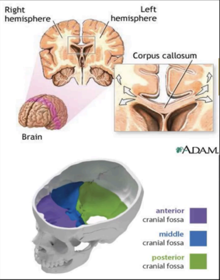 <p>corpus callosum</p>