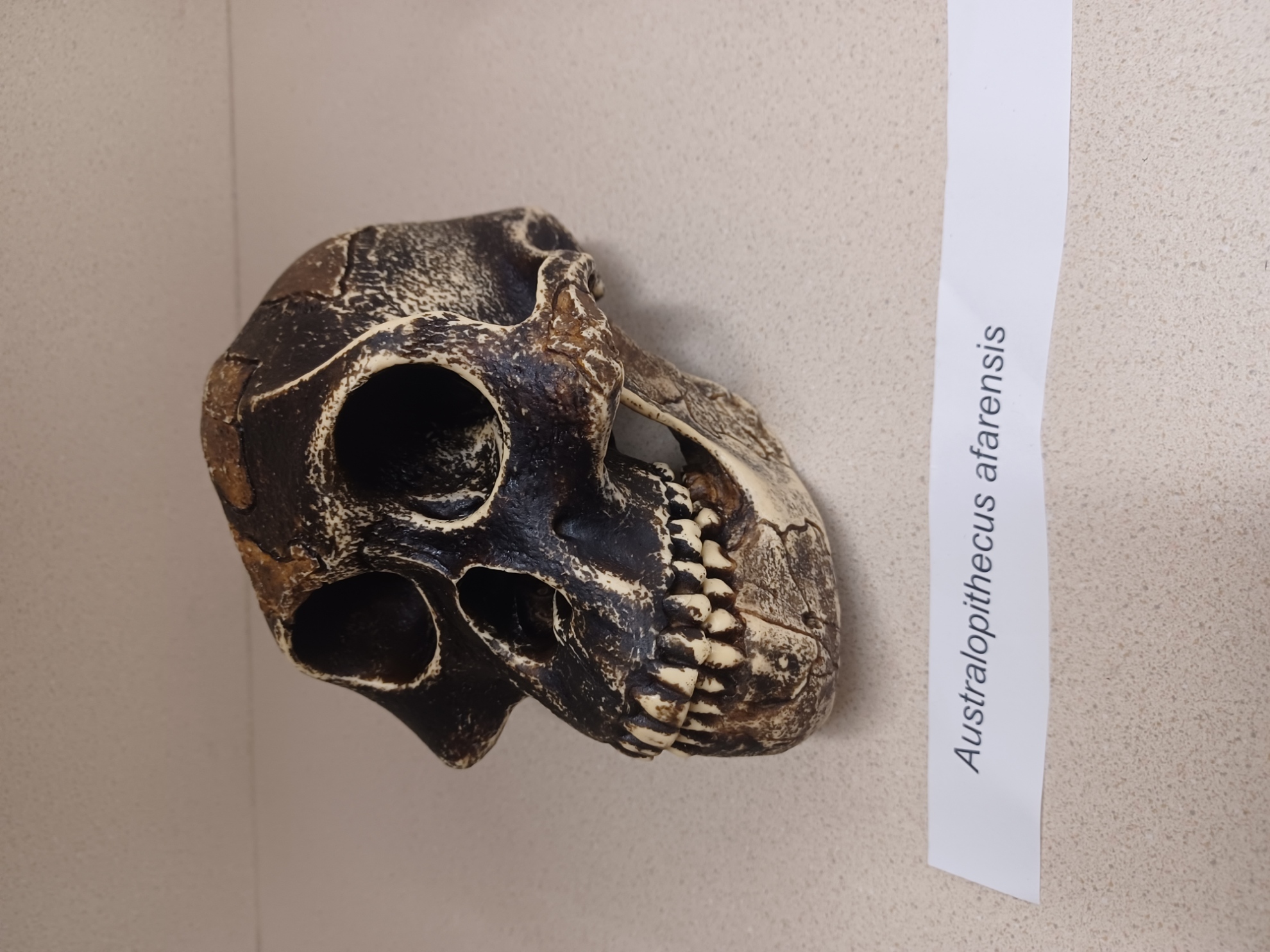 <ul><li><p>primitive (gracile) <em>Australopithecus</em></p></li><li><p>2.9 - 3.9 mya</p></li><li><p>Ethiopia, Kenya, Tanzania</p></li><li><p>Brain size:</p><ul><li><p>433—550 cc</p></li></ul></li></ul><p></p>