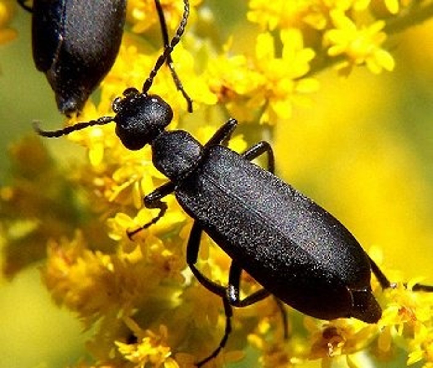 <p>Contain cantharidin that cause blisters and used to remove warts, head wider than "prothorax", hyper metamorphic, aposematically colored, adults eat plants, larvae insectivores</p>