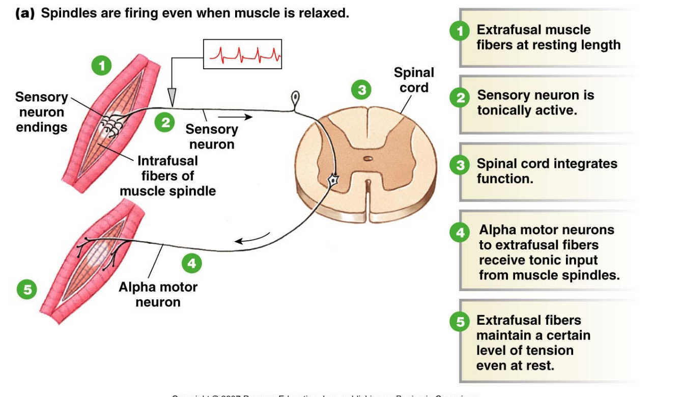 <p>tonic activity of muscle spindle helps maintain tone in skeletal muscle, spindles are firing even when muscle is relaxed, extrafusal fibres maintain a certain level of tension even at rest</p>