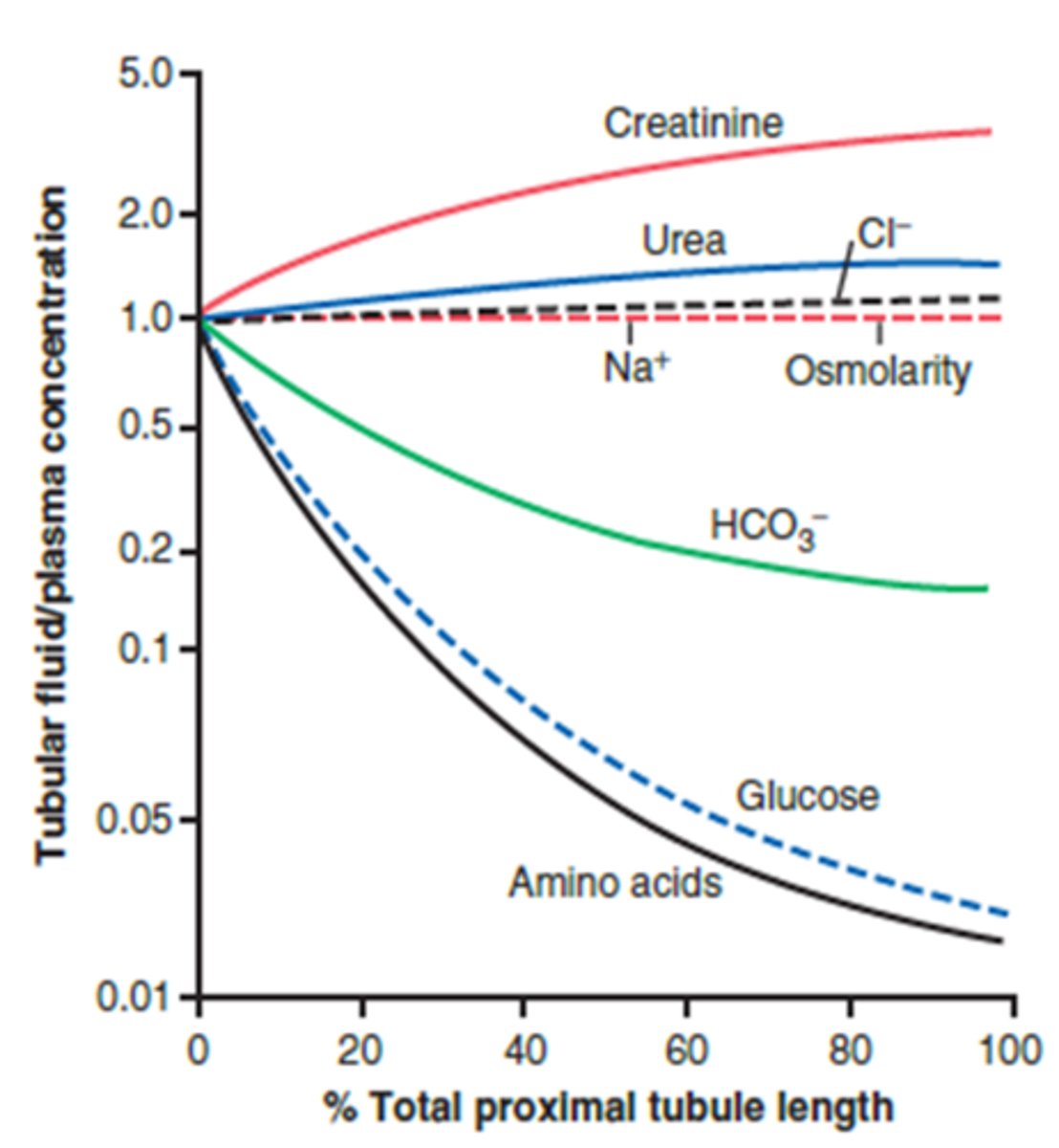 <p>- Total amount stays the same (all of it is still in the ultrafiltrate)</p><p>- However, the same total amount is in a less volume of fluid- higher concentration</p><p>- Ex: 100 mg of creatinine in 100 mg of water at beginning vs. 100 mg of creatine in 25 mg of water (4x more concentrated)</p>