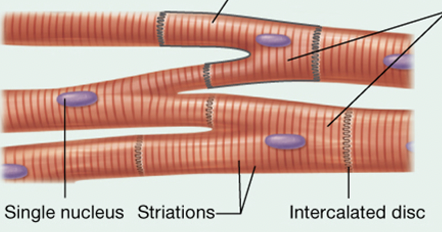 What kind of muscle tissue is this? 