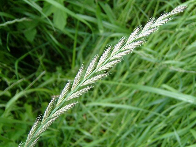 Italian Rye grass