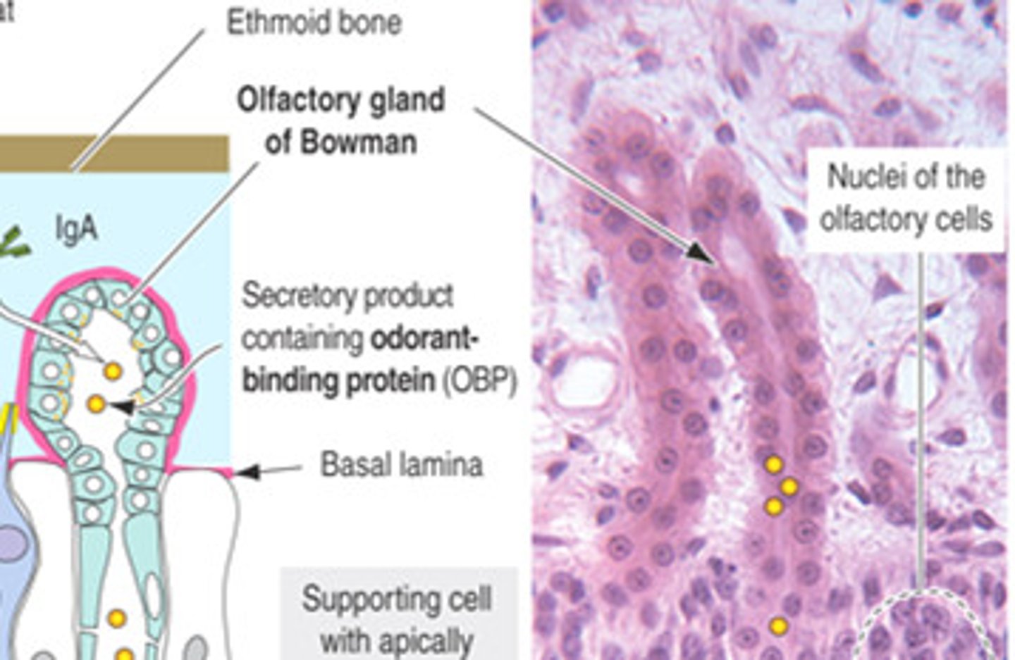 <p>produce mucus that dissolves odorants so they can stimulate receptors</p>