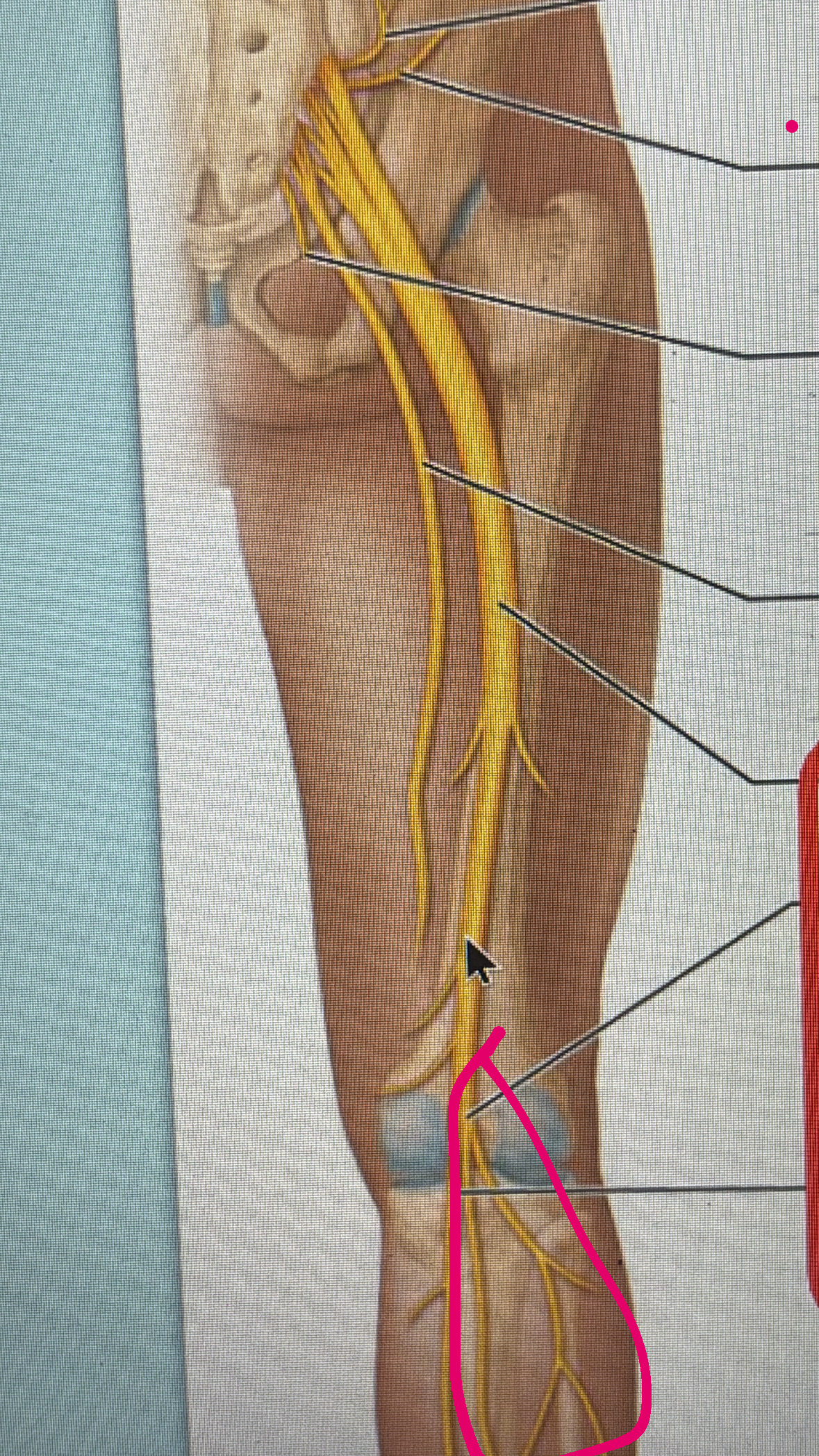 <p>motor to the lateral leg muscles</p><p>sensory to the knee joint, the skin of distal leg</p>