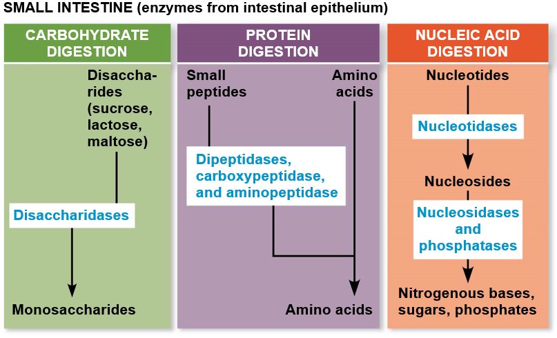 Chemical Digestion with Enzymes from secreted from the Pancreas and intestinal epithelium and other secretions are also used such as gallbladder, bile and emulsifier.

Absorption happens through the villi and microvilli through capillaries and Lacteals.