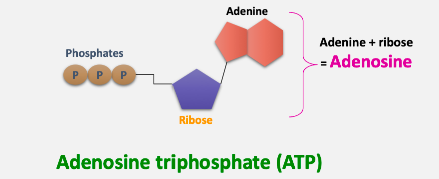 Addition of a phosphate group