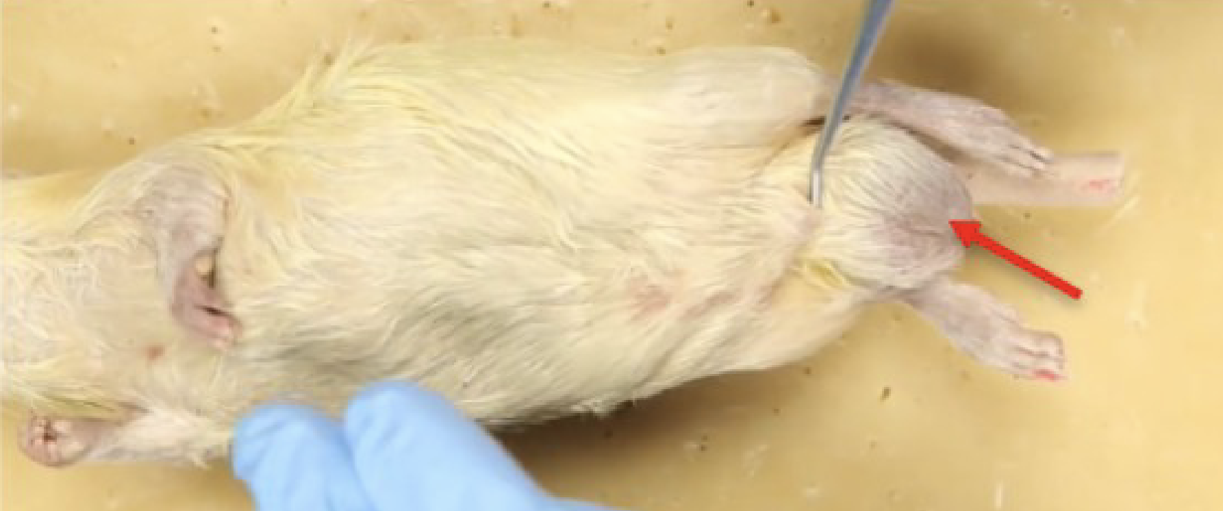 <p>What is this?</p>