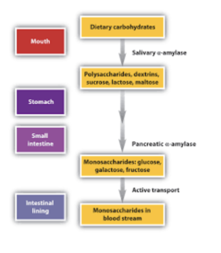 <ul><li><p>In the mouth, salivary α-amylase breaks down dietary carbohydrates into polysaccharides</p></li><li><p>In the stomach, carbohydrates move through with little breakdown</p></li><li><p>In the small intestine, pancreatic e-amylase breaks them down further (monosaccharides: glucose, galactose, fructose)</p></li><li><p>At the intestinal lining, they are broken down into monosaccharides</p></li><li><p>Monosaccharides enter the bloodstream</p></li></ul><p></p><ul><li><p>carbohydrates → glucose → blood</p></li></ul><p></p>