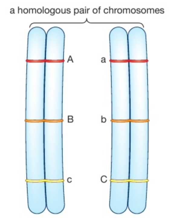 <p>fHomologous chromosomes carry genes for the same <strong>feature </strong>in the same <strong>sequence</strong>, but the <strong>alleles </strong>may not be the same.</p><ul><li><p>Both chromosomes in a homologous pair have the <strong>same sequence of genes</strong> (gene A, gene B, gene C)</p></li><li><p>A and a, B and b, C and c are <strong>different alleles</strong> of the same gene. They <u>control the same feature</u> (e.g earlobe shape) but <u>code for different expressions</u> of that feature (e.g attached or free).</p></li><li><p>Some features are determined by a single gene (e.g earwax, fur colour in mice) while (most) others are determined by several different genes that interact with each other (e.g height, that is why there are so many diff heights)</p></li></ul><p>We can conclude that the DNA in the 2 chromosomes is not quite identical</p><p></p>