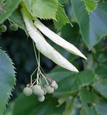 <p><span>nutlike between 1/3” to 1/2" diameter attached in clusters to a large distinctive leafy bract. covered with soft, grayish-brown wooly hairs.</span><br><span>Single nut.</span></p>