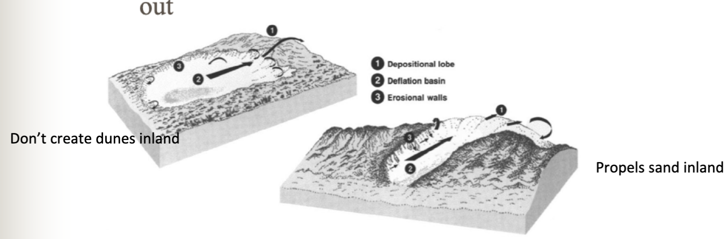 Dune edge breaches wash out during storm or high tide- Don’t create dunes inland

Airflow funnels into a gap and the dune extends- Propels sand inland 
