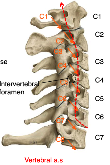 <p>C1-C6</p>