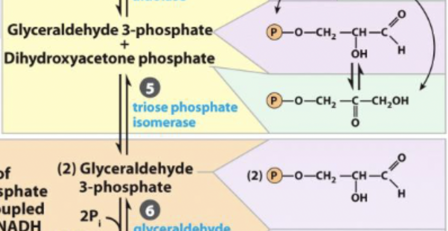 <ul><li><p>ketone moves from C2 → C1</p></li><li><p>matches the 3 carbon sugars so glycolysis applies to both</p></li><li><p>completes prep phase</p></li><li><p>reversible</p></li></ul><p></p>