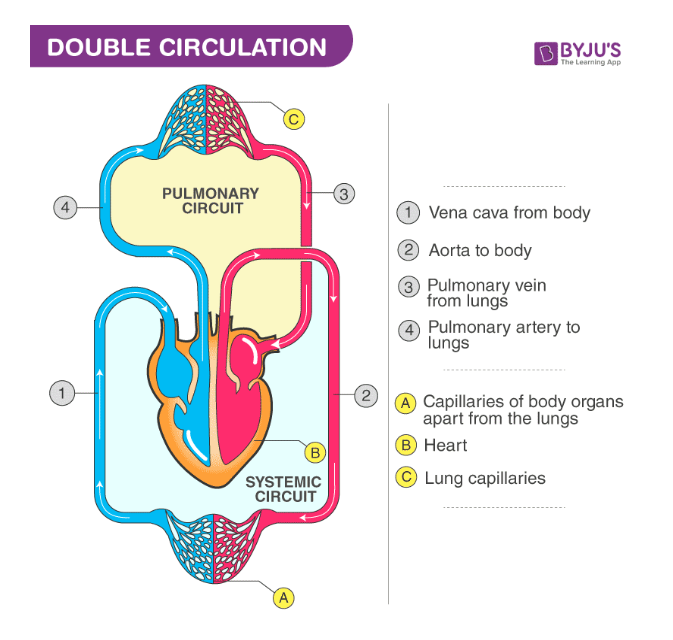 <p>What is the double circulation system?</p>