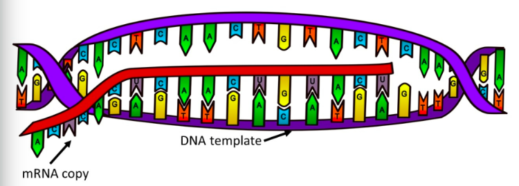 <p>the process of making an mRNA copy from a DNA template in called transcription</p>