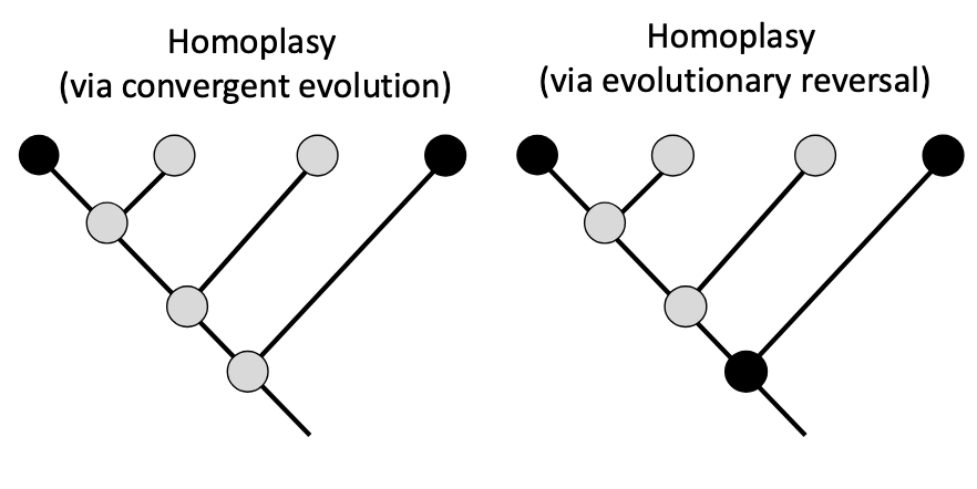 <p>similar traits that come from convergent evolution or evolutionary reversals</p>