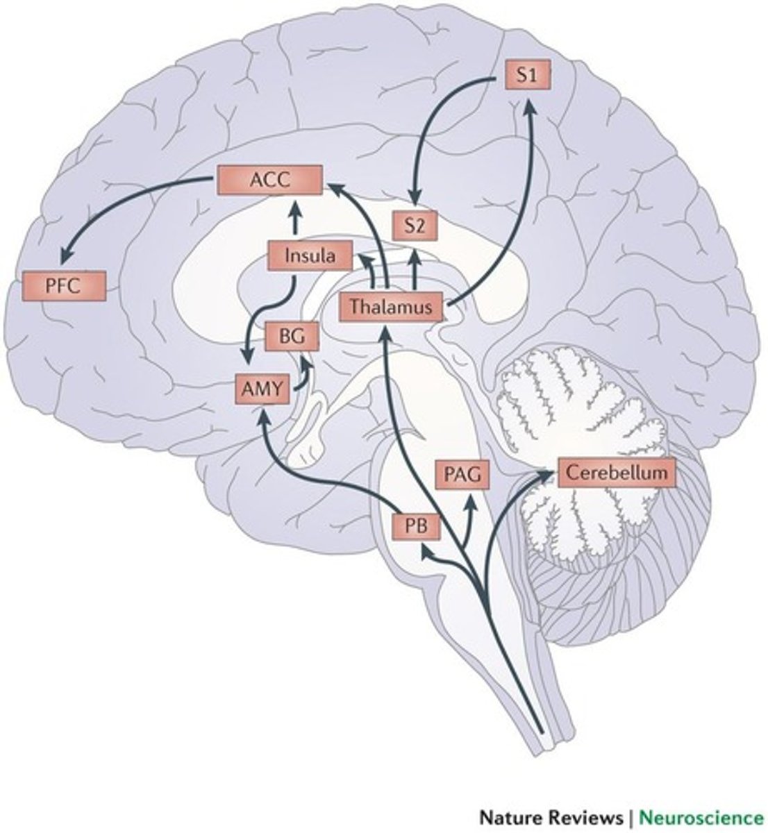 <p>Brainstem, thalamus, limbic system, and somatosensory cortex.</p>