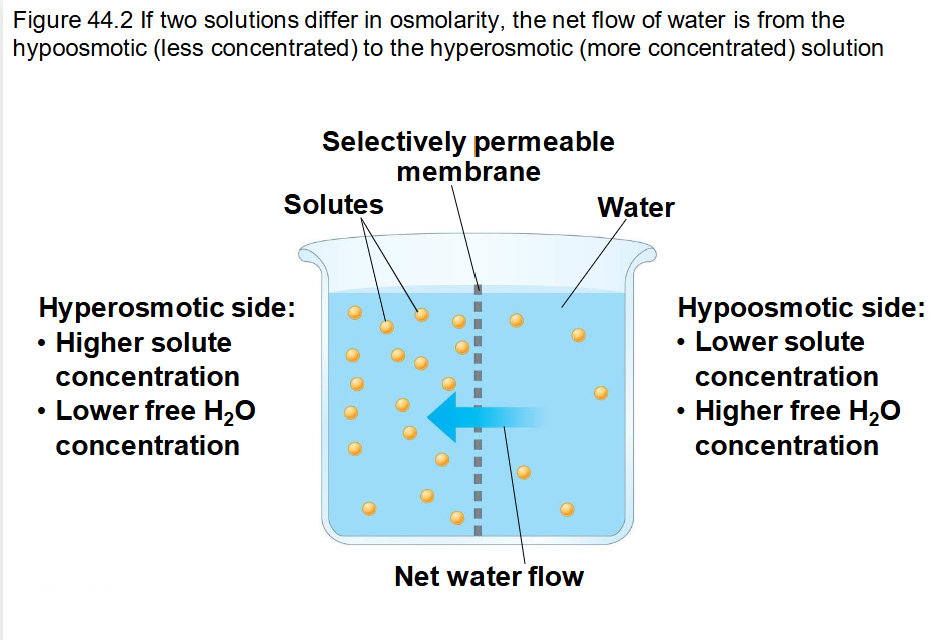 <p>what describes hyperosmotic vs hypoosmotic sides?</p>