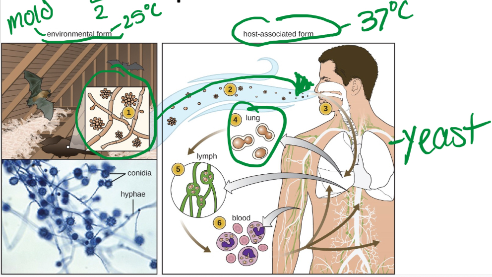 Disease caused by fungus

* Opportunistic pathogens= majority
* Obligate pathogens= few
* Chronic= last long time
* Dimorphic= found in yeast and mold