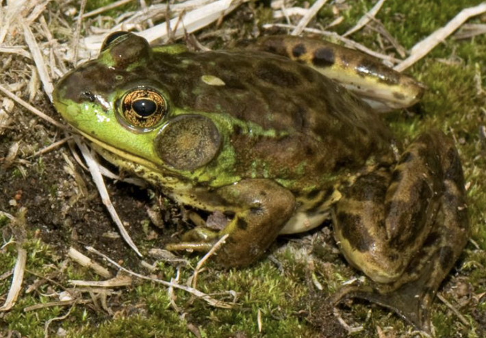 <p>amphibian?</p>